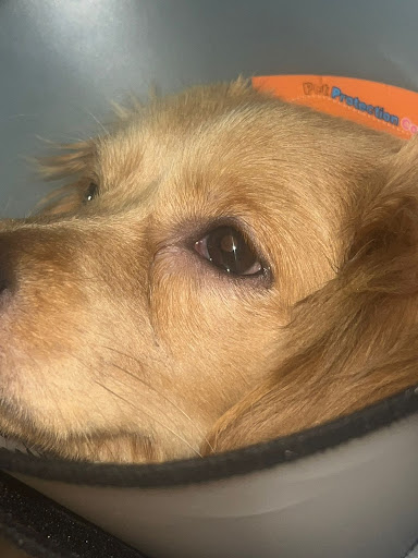 Royal pets clinics