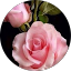 Ahmed Awad