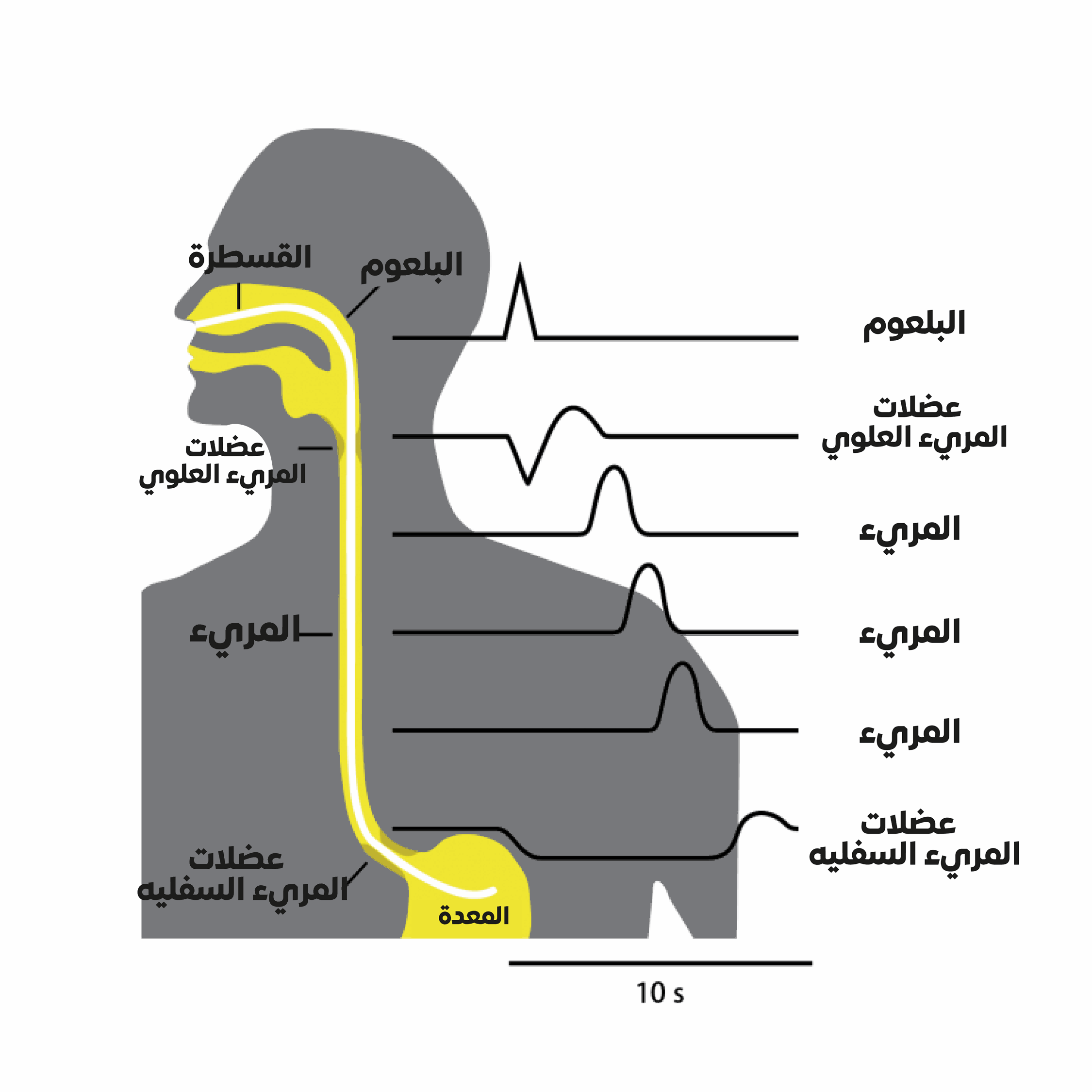رأي حول مركز حركية الجهاز الهضمي H.R.M: تقييم شامل وفوائد التشخيص المبكر